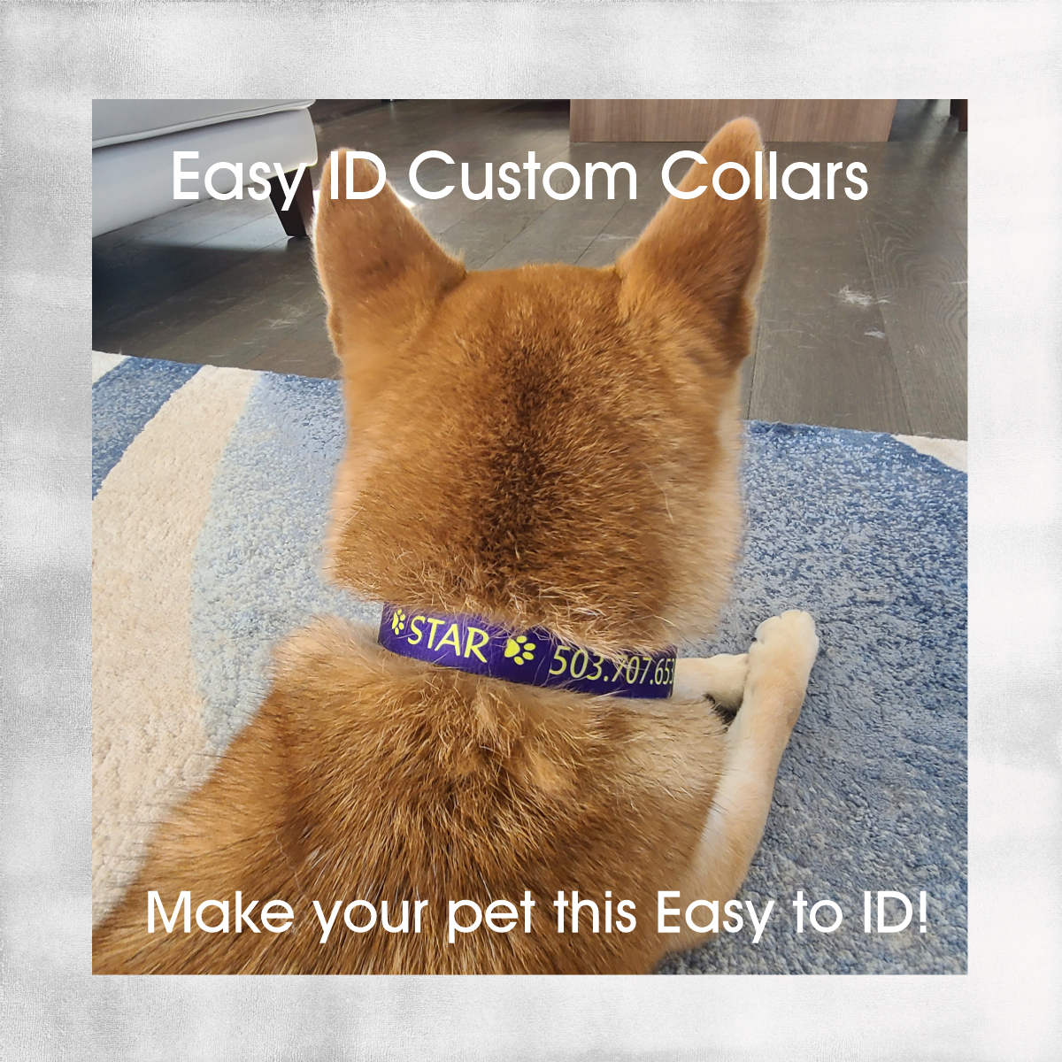 Custom Dog Collars  ~ Easy ID with Colorful Custom Collars with your Dog's Name and Info