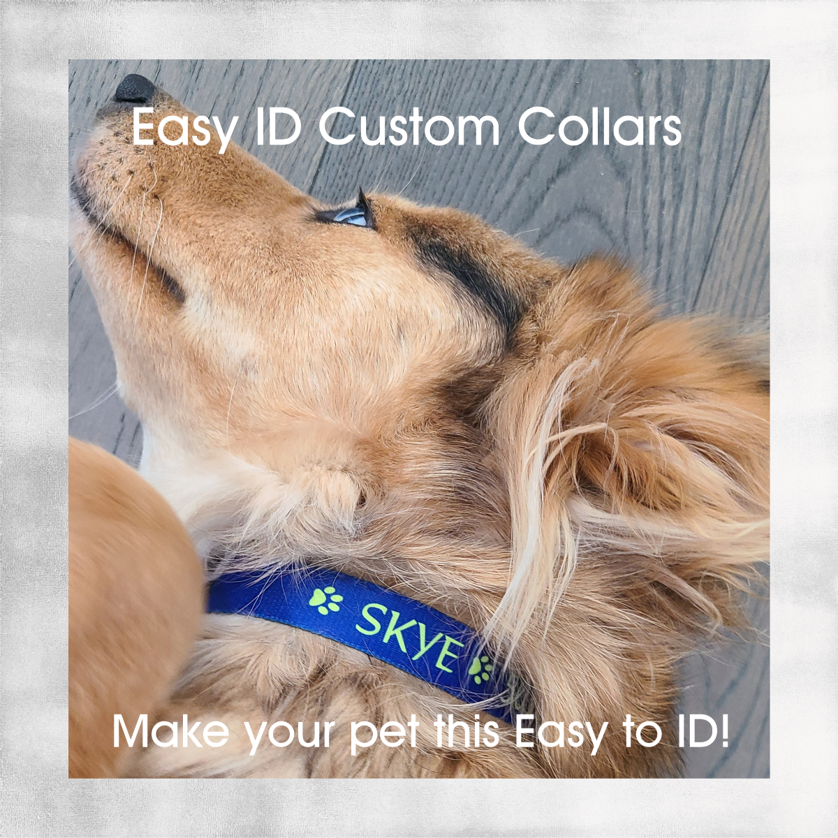 Custom Dog Collars  ~ Easy ID with Colorful Custom Collars with your Dog's Name and Info